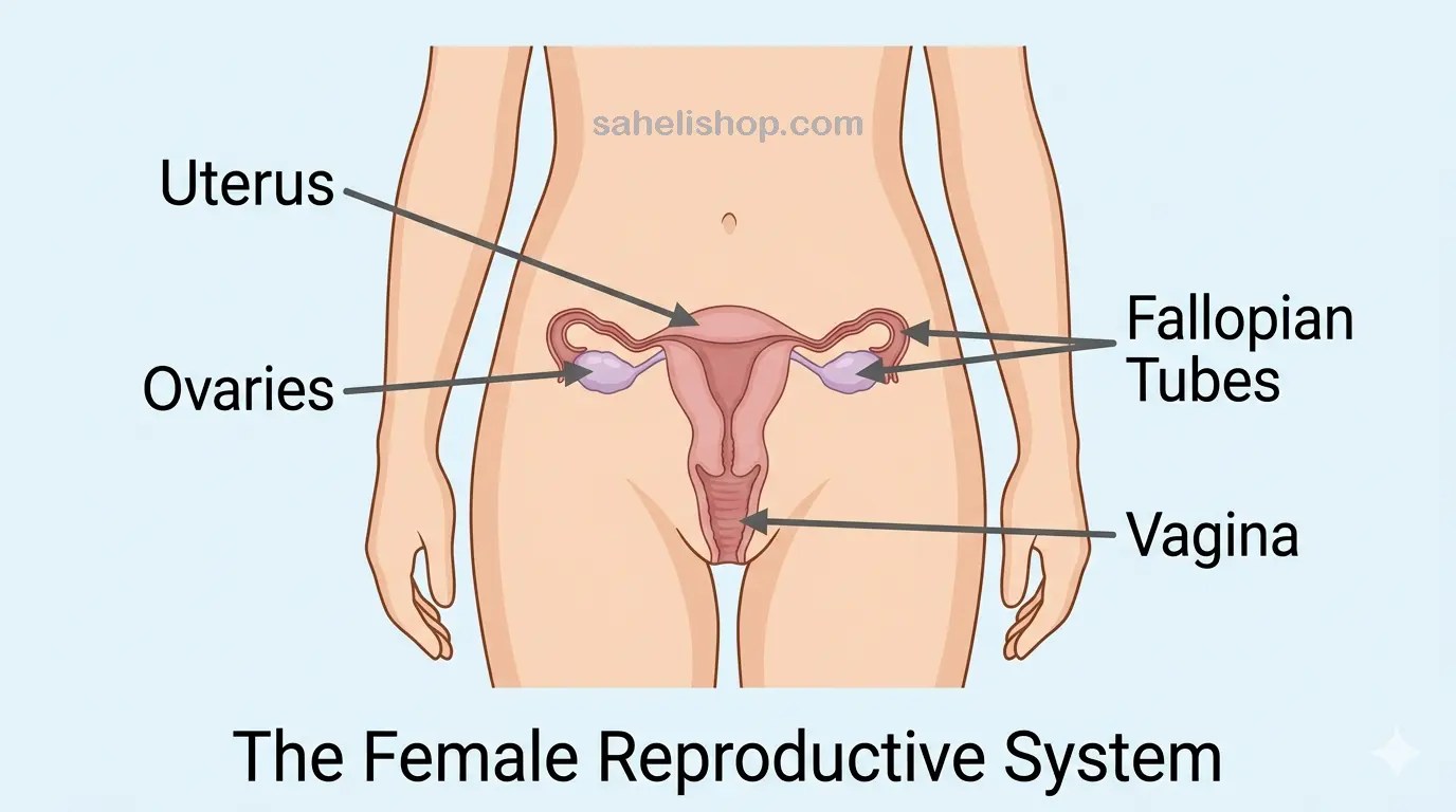 Educational diagram showing female reproductive system labeled uterus, ovaries, fallopian tubes, vagina.